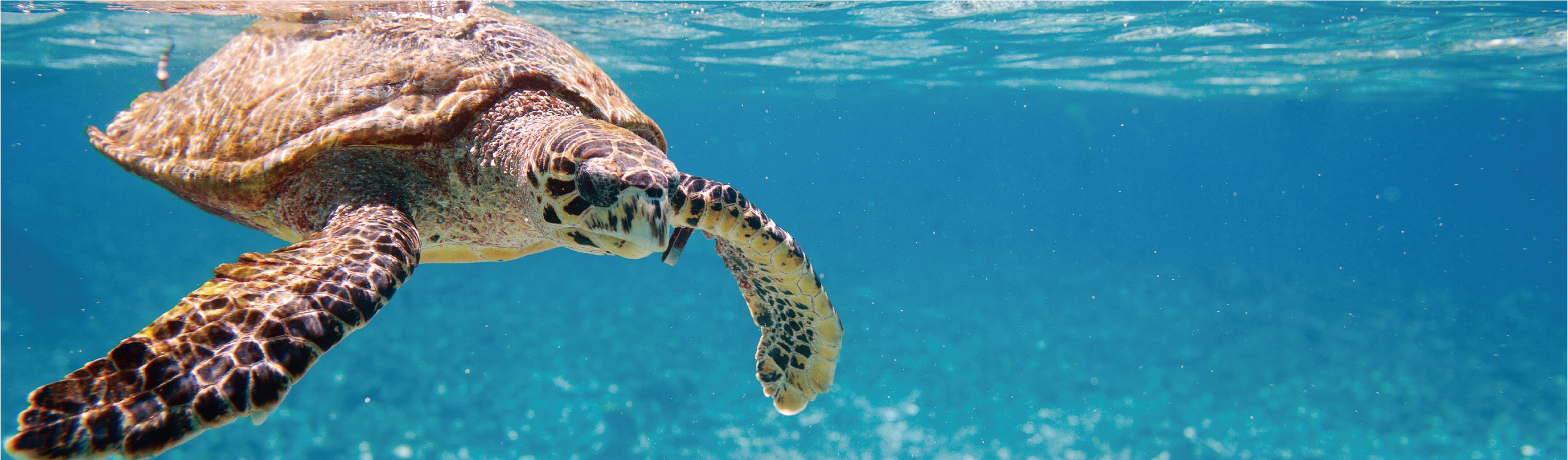 Recykling oceaniczny zapięcia na rzepy